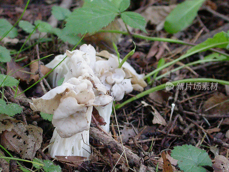 白马鞍菇(Helvella crispa)